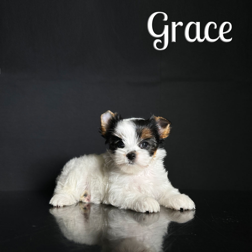 Grace Biewer Puppy