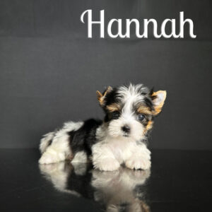 Hannah Mini Biewer Puppy