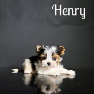 Henry Mini Biewer Boy