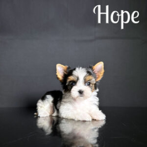 Hope Biewer Puppy