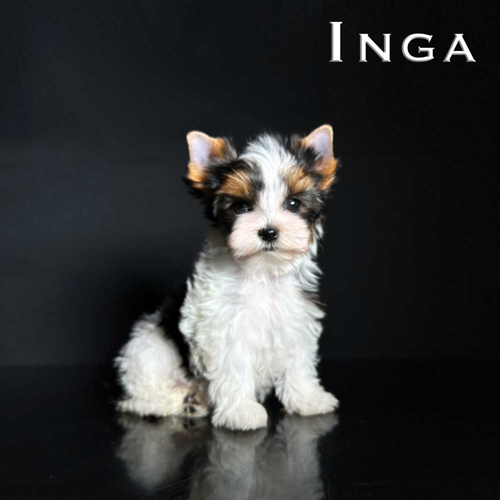 Inga Biewer Puppy