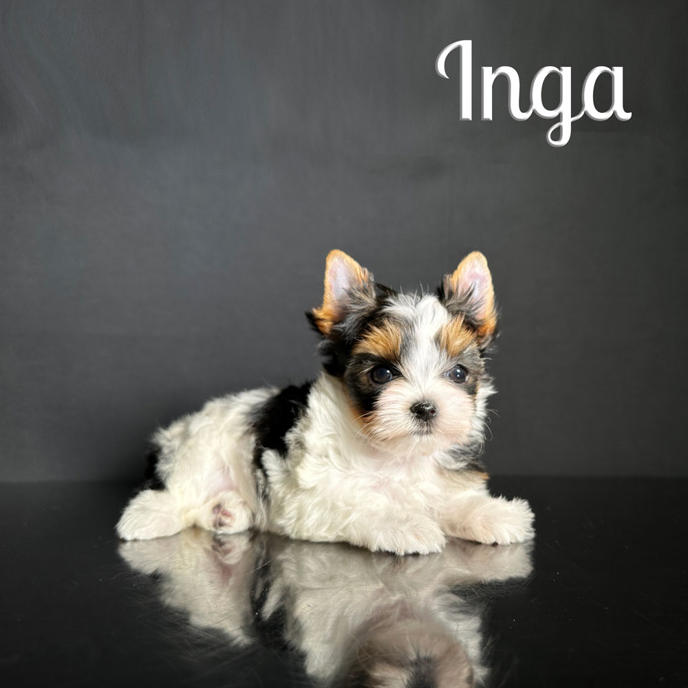Inga Biewer Puppy