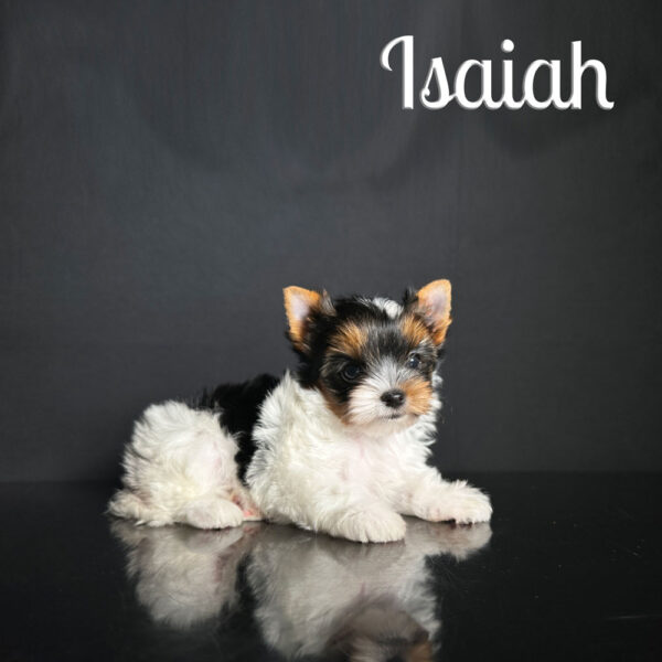 Isaiah Biewer Puppy
