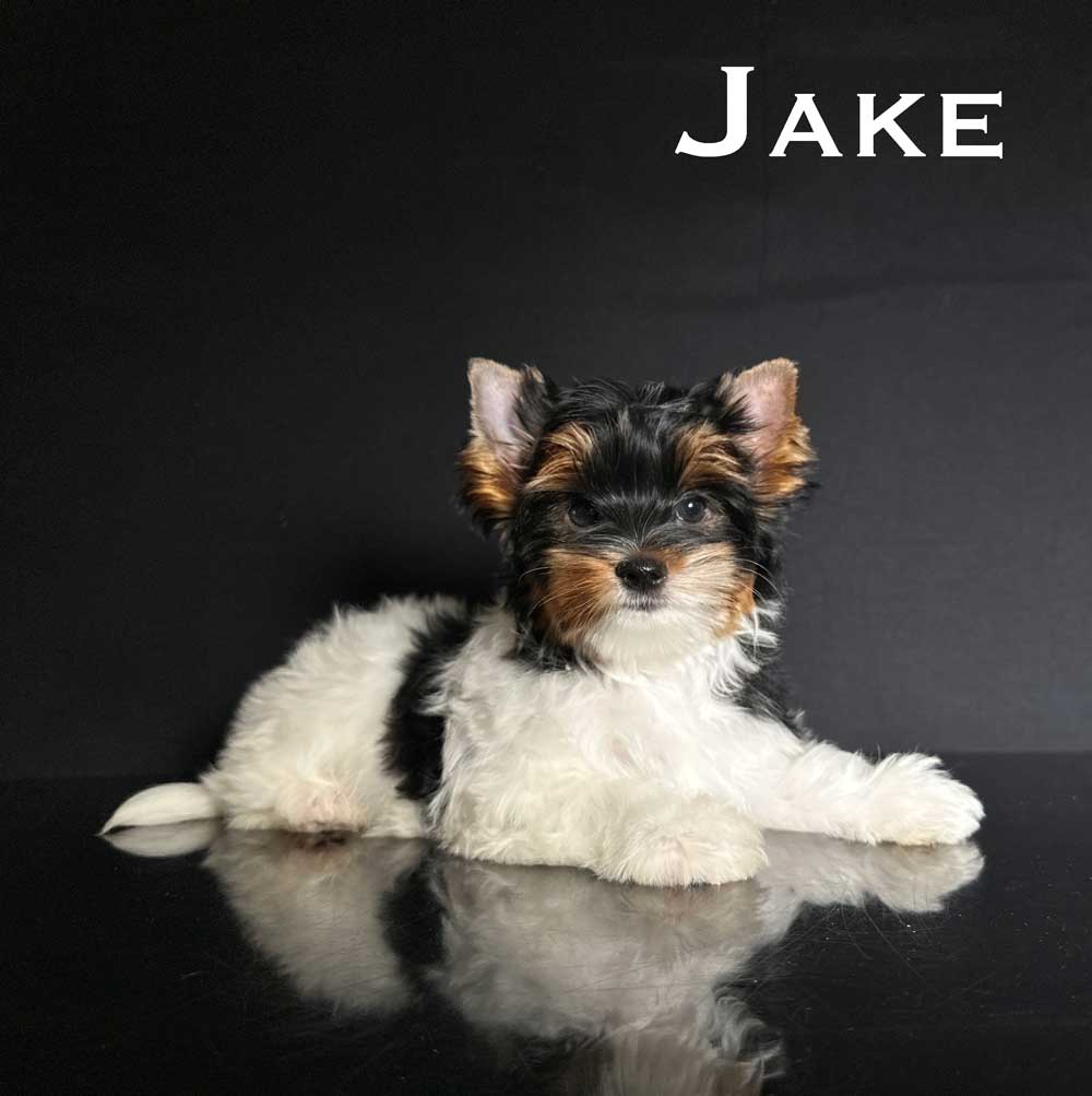 Jake Biewer Puppy