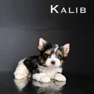 Kalib Mini Biewer Puppy