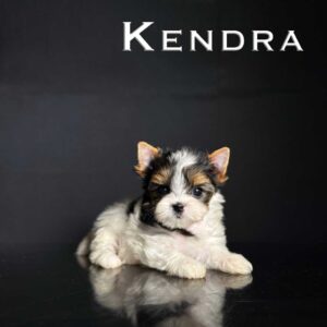 Kendra Mini Biewer Puppy