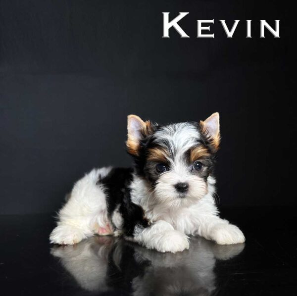 Kevin Biewer Puppy