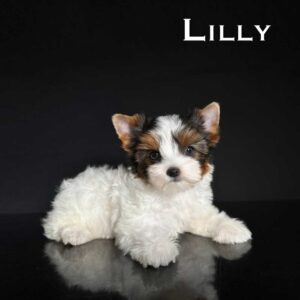 Lilly Biewer Puppy