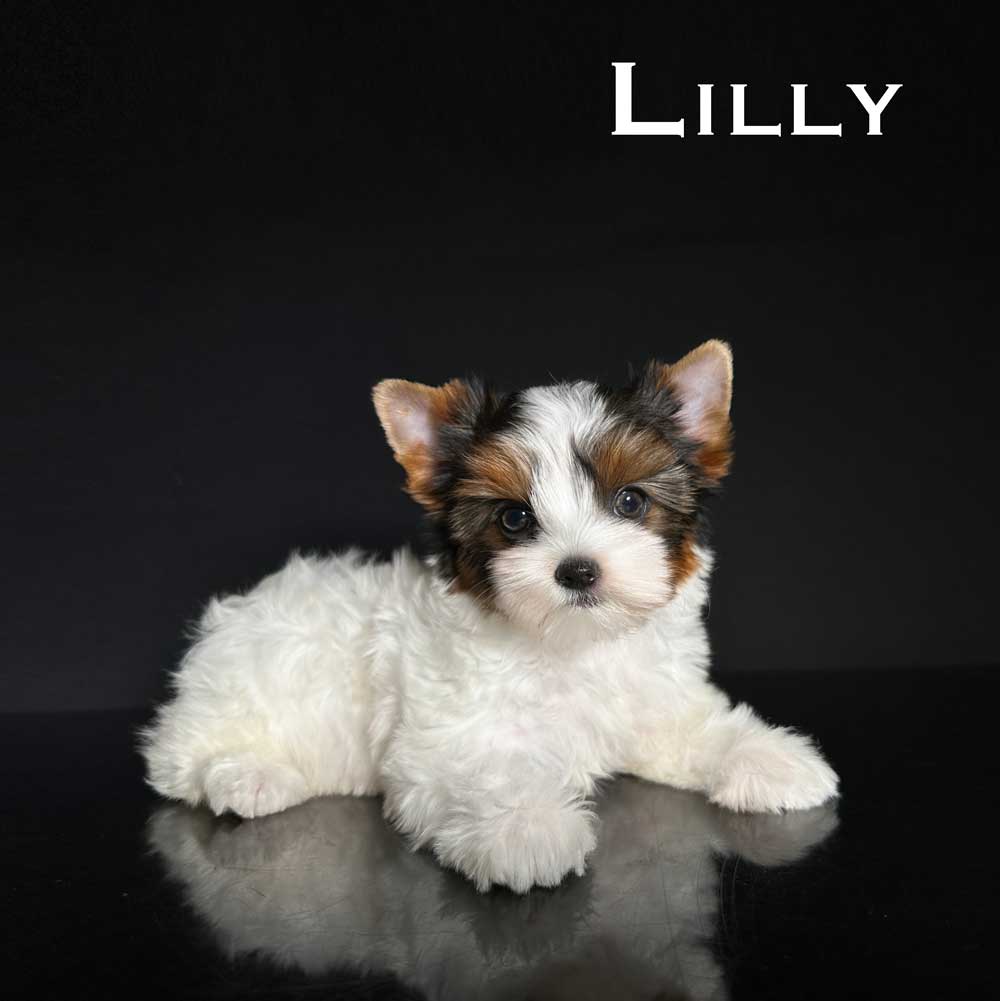 Available Biewer Terrier Puppies Rocky Mountain Biewer Terriers