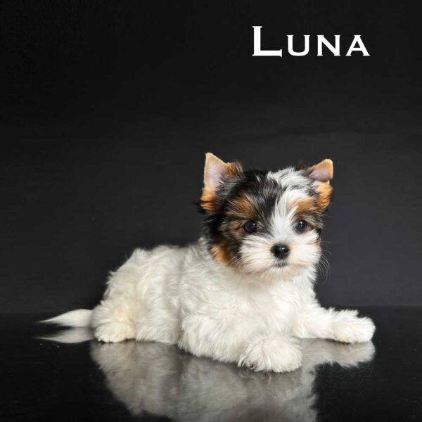 Luna Biewer Puppy