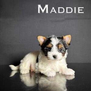 Maddie Biewer Puppy