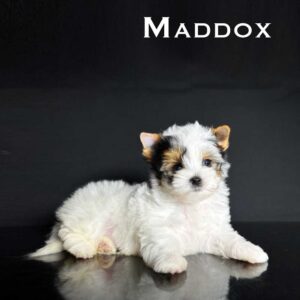 Maddox Biewer Puppy