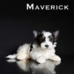 Maverick Biewer Puppy