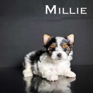 Millie Biewer Puppy