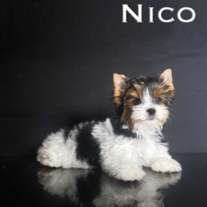 Nico Biewer Terrier Puppy