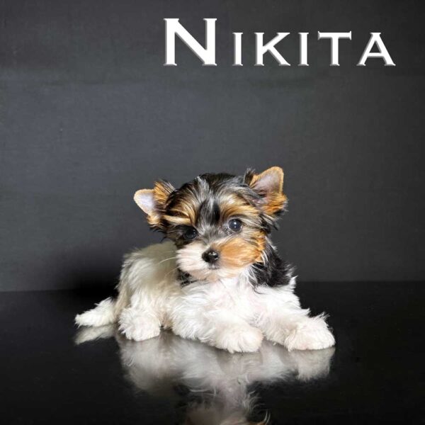 Nikita Mini Biewer Terrier Girl