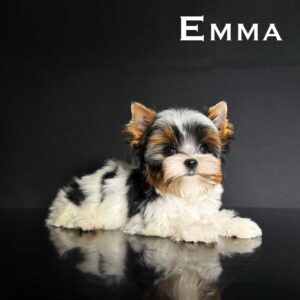 Emma Mini Biewer Puppy