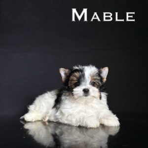 Mable Biewer Terrier Puppy