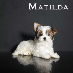 Matilda Biewer Puppy