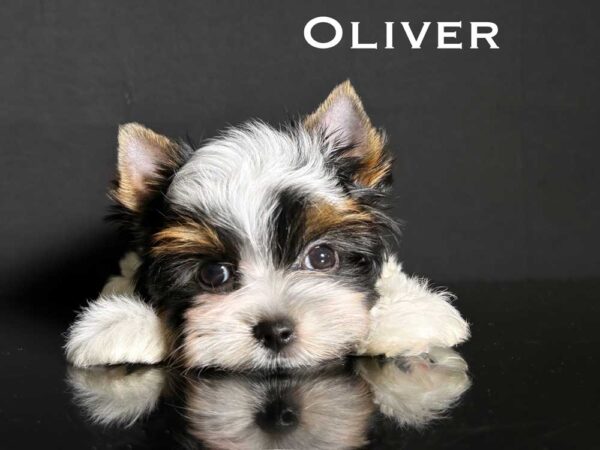Oliver Biewer Terrier Puppy
