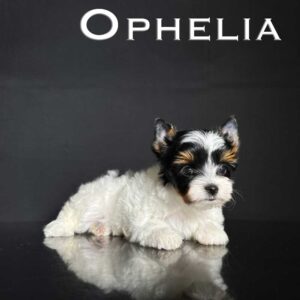 Ophelia Biewer Puppy