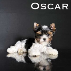 Oscar Biewer Terrier Puppy
