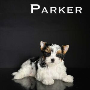 Parker Biewer Terrier Puppy