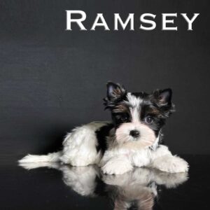 Ramsey Biewer Terrier Puppy