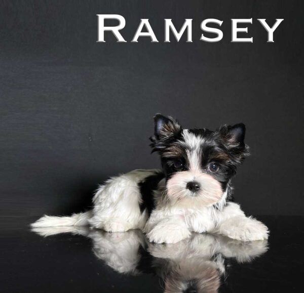 Ramsey Biewer Terrier Puppy