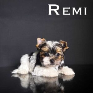 Remi Biewer Puppy