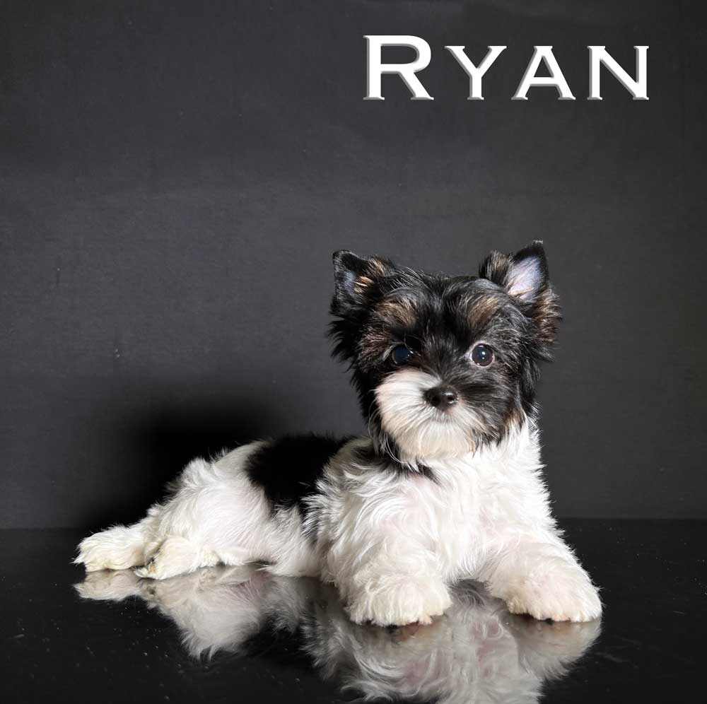 Ryan Biewer Puppy