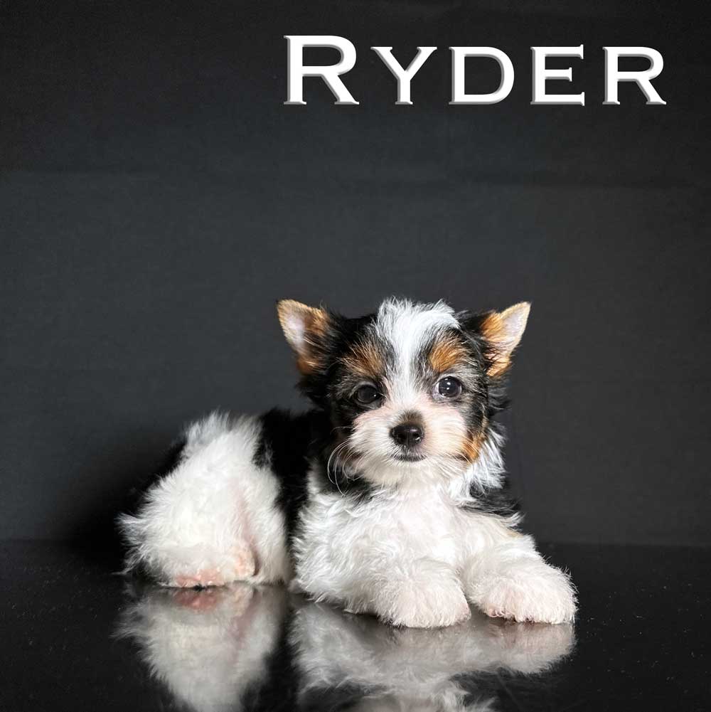 Ryder Biewer Terrier Boy