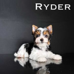 Ryder Biewer Puppy