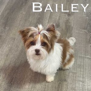 Bailey Retired Biewer Terrier Adult Female