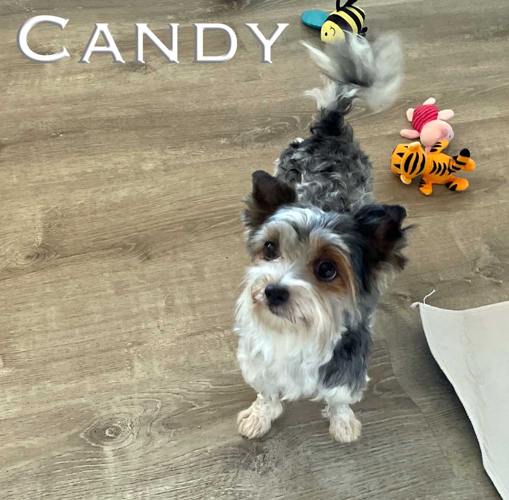Candy Retired Adult Biewer Terrier Female