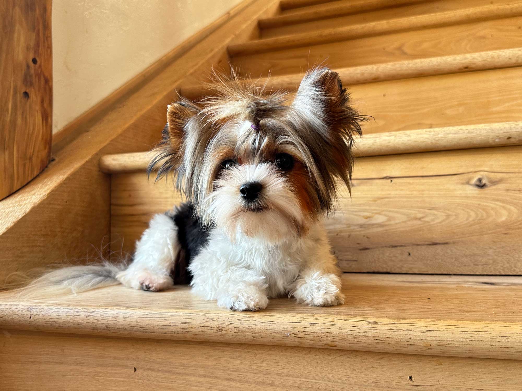Harper Retired Biewer Terrier Female