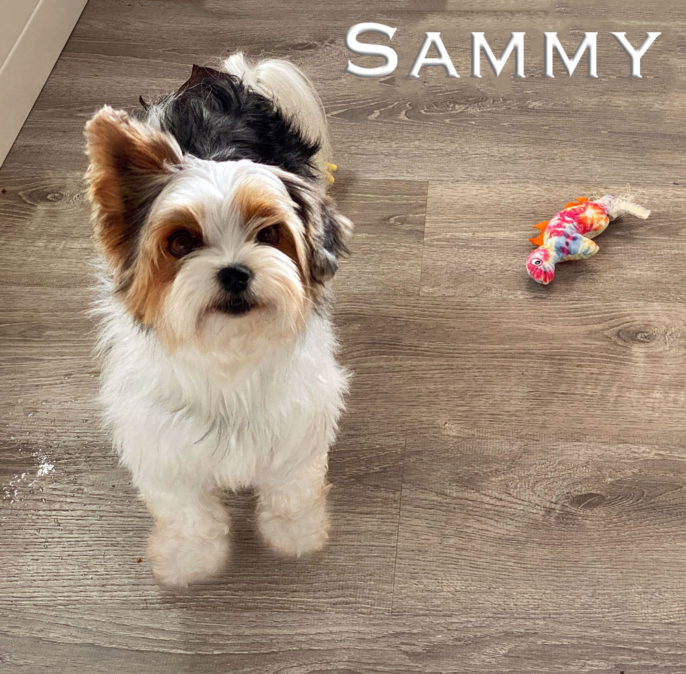 Sammy retired Adult Biewer Female