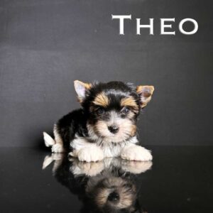 Theo Biewer Puppy