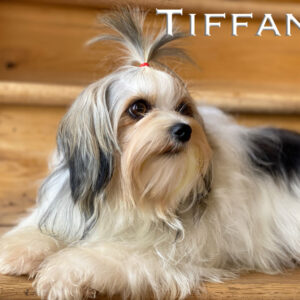 Tiffany Adult Biewer Terrier Female