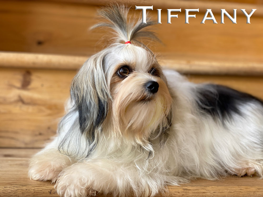 Tiffany Adult Biewer Terrier Female