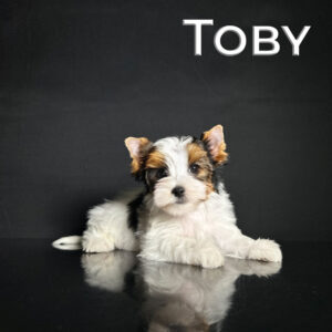 Toby Biewer Terrier Puppy