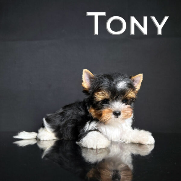 Mini Biewer Terrier Puppy Tony