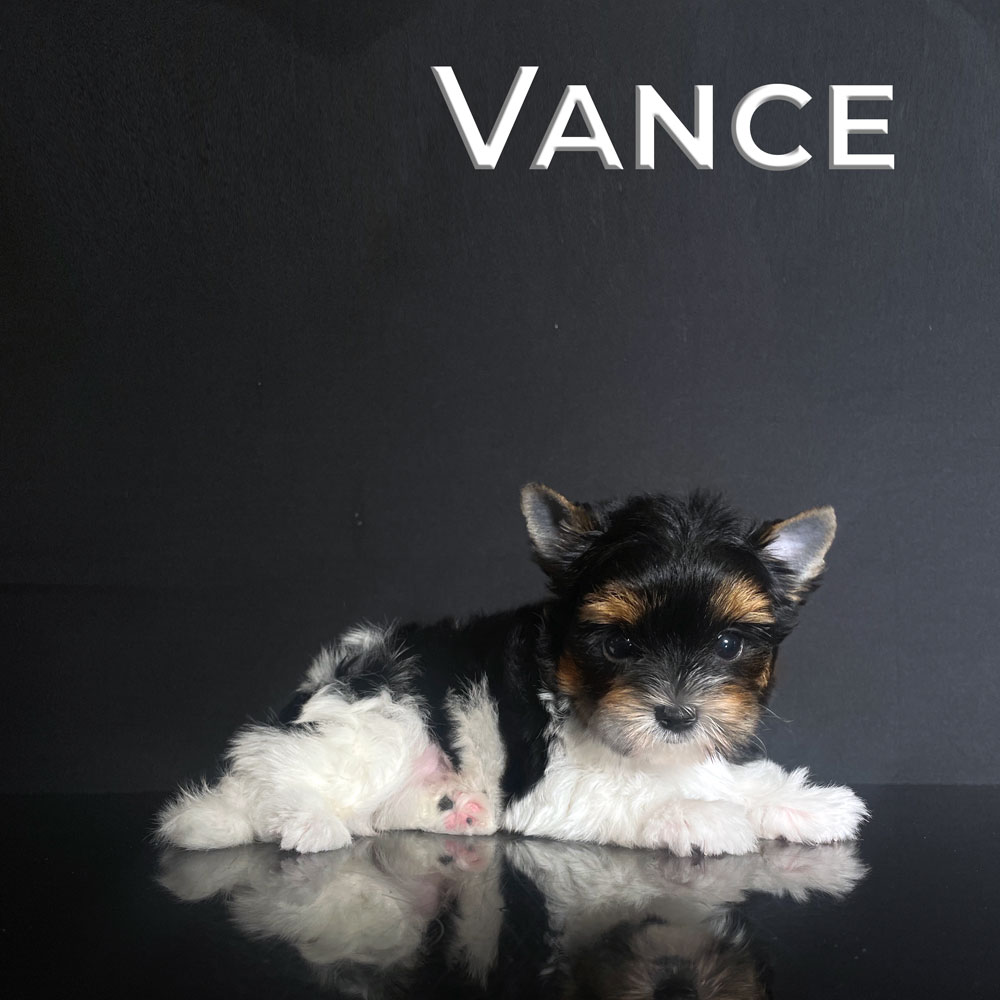 Vance Biewer Terrier Puppy