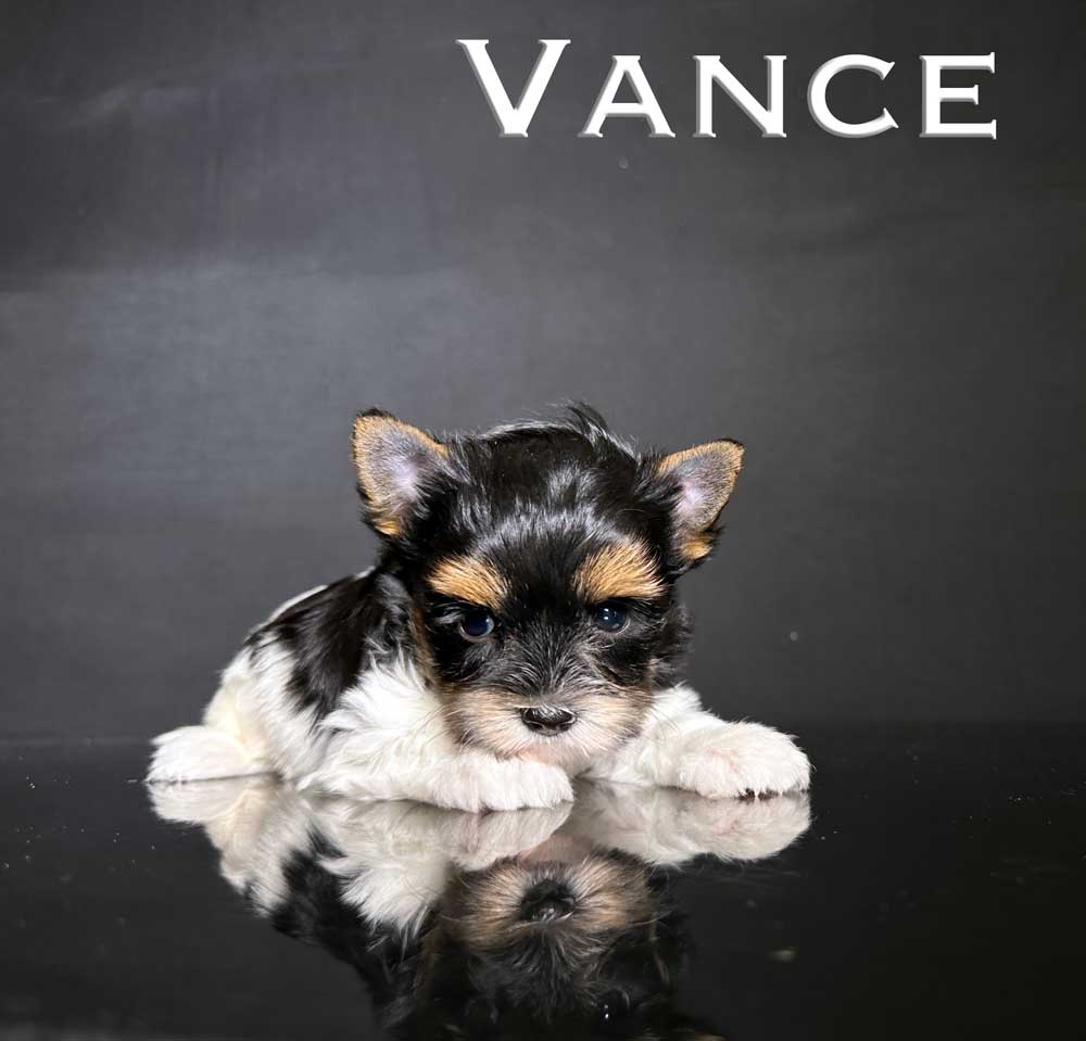 Vance Biewer Puppy
