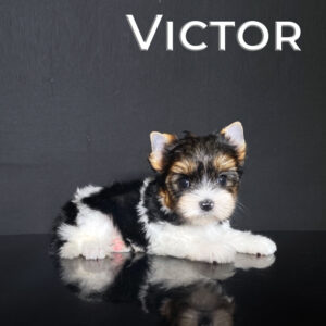 Victor Biewer Terrier Puppy