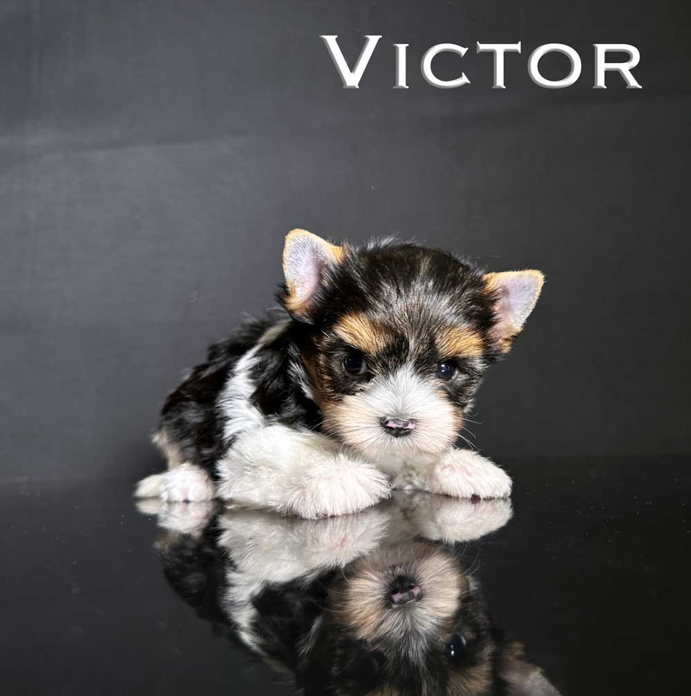 Victor Biewer Terrier Puppy