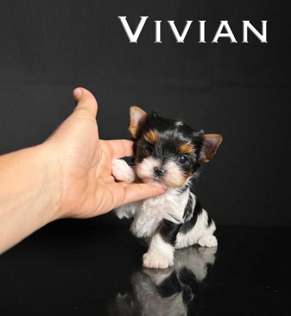 Vivian Biewer Terrier Mini Girl