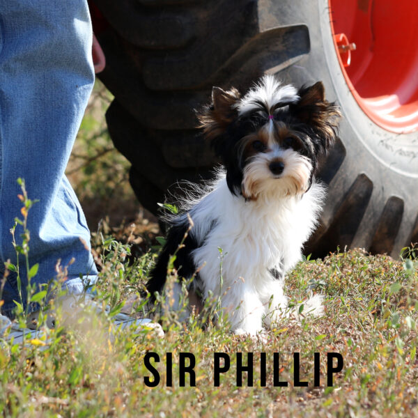 Biewer Terrier Puppy Boy Sir Phillip - Image 4