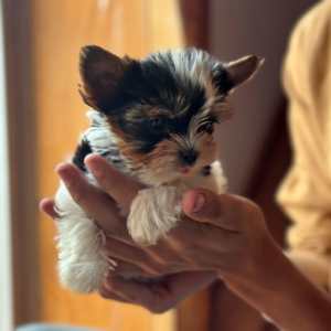 Mini Biewer Terrier Boy Puppy Sir Ryan