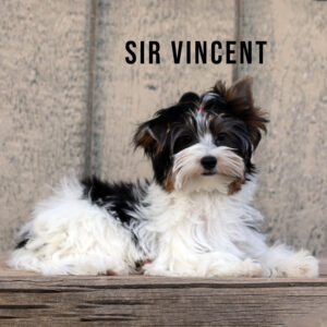 Biewer Terrier Puppy Boy Sir Vincent
